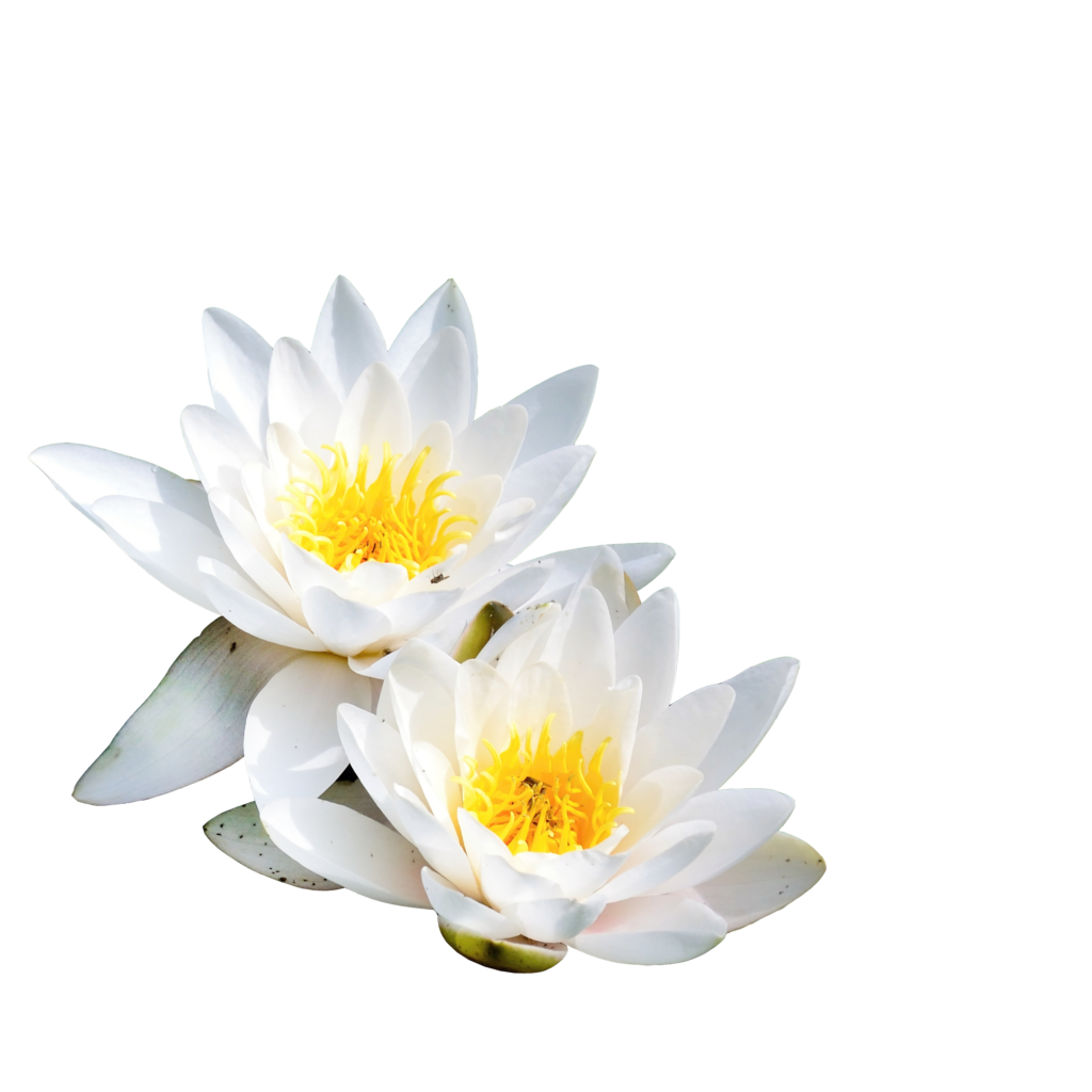 close up white flowers leaves 1