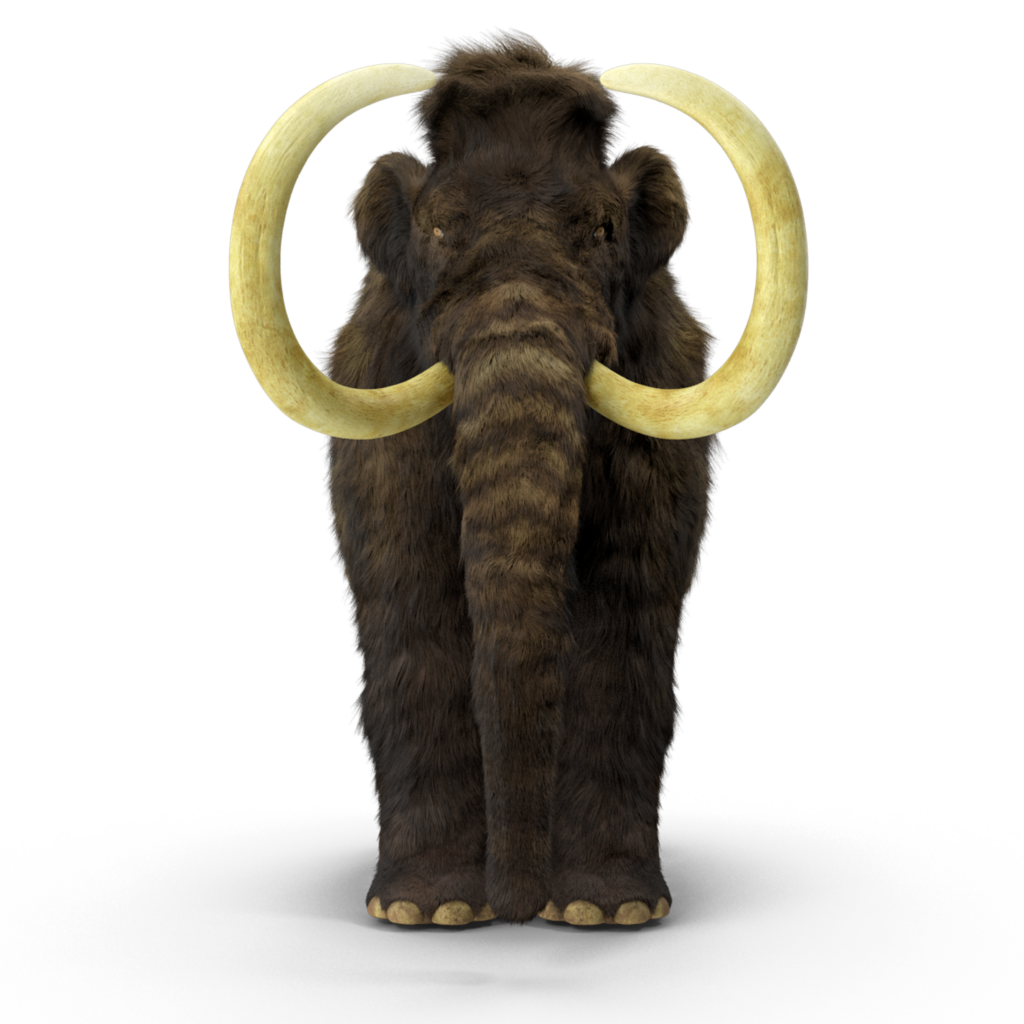 mammoth adult fur