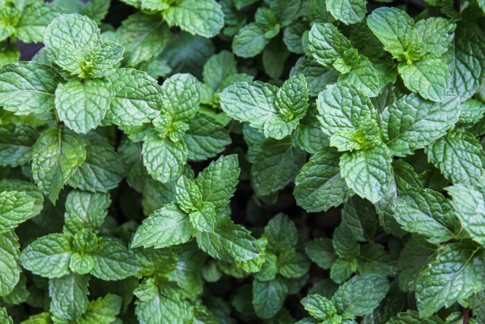 natural green background mint leaves 1